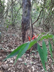 Justicia brasiliana