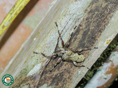 Oreodera glauca glauca