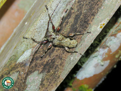 Oreodera glauca glauca