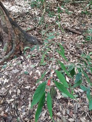 Justicia brasiliana