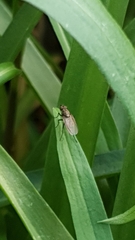 Coenosia