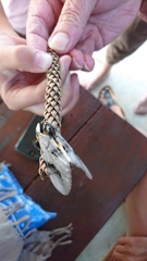 Psalidostetha banksiae