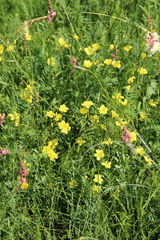 Linum mucronatum armenum