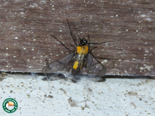 Loxophlebia crocata