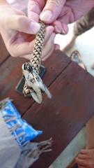 Psalidostetha banksiae