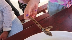 Psalidostetha banksiae