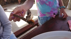 Psalidostetha banksiae