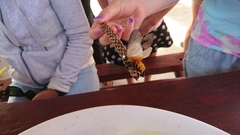 Psalidostetha banksiae