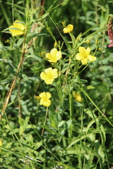 Linum mucronatum armenum
