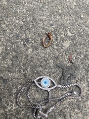 Lumbricus terrestris