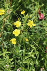 Linum mucronatum armenum