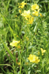 Linum mucronatum armenum