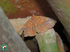 Antiblemma subrutilans