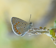 Polyommatus thersites