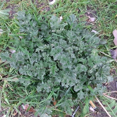 Jacobaea vulgaris