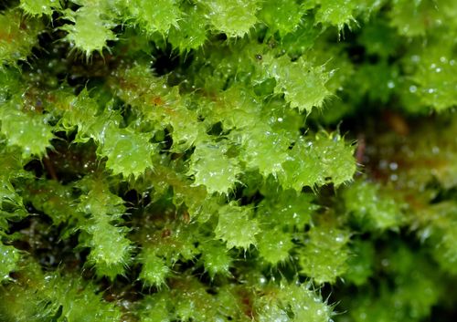 Ptychomnion aciculare (Brid.) Mitt.