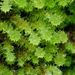 Pipe-cleaner Moss - Photo (c) Steve Kerr, some rights reserved (CC BY), uploaded by Steve Kerr