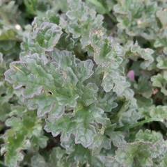 Jacobaea vulgaris