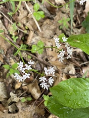 Valerianella ozarkana