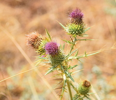 Cirsium ligulare