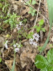 Valerianella ozarkana