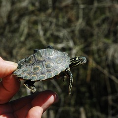 Graptemys oculifera