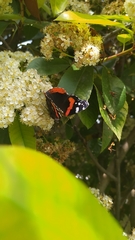 Vanessa atalanta