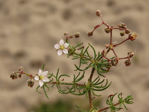Spergula arvensis iNat (1)