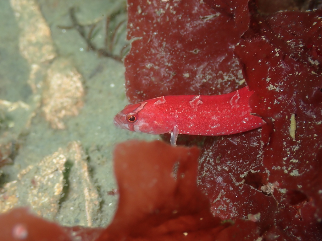 Red Gunnel