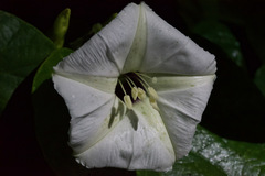 Ipomoea santillanii