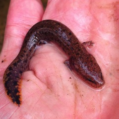 Necturus beyeri