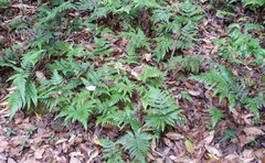 Lastreopsis marginans