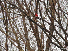 Cardinalis cardinalis