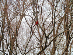 Cardinalis cardinalis