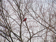 Cardinalis cardinalis