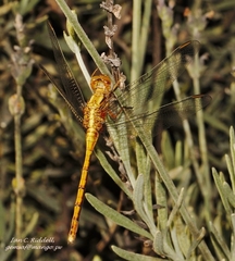 Orthetrum machadoi