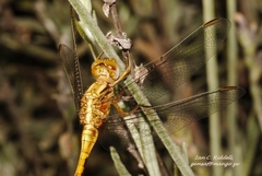 Orthetrum machadoi
