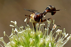 Physocephala vittata