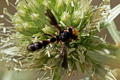 Physocephala vittata