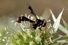 Physocephala vittata