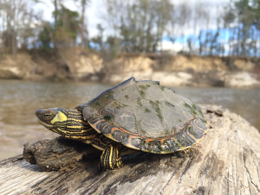 Pascagoula Map Turtle