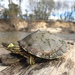 Pascagoula Map Turtle - Photo (c) Grover J. Brown, some rights reserved (CC BY-NC), uploaded by Grover J. Brown