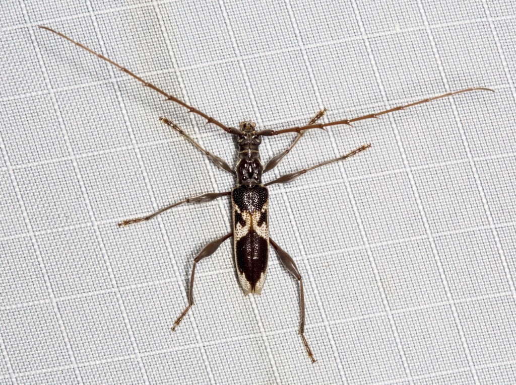Coptocercus crucigerus