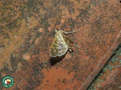 Arthromastix lauralis