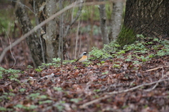 Phoenicurus phoenicurus