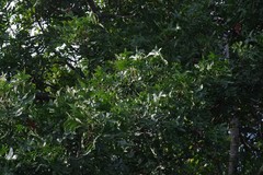Harpephyllum caffrum