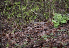 Phoenicurus phoenicurus