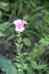 Linum hypericifolium