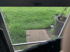 Leiocephalus carinatus