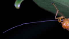Spinaria